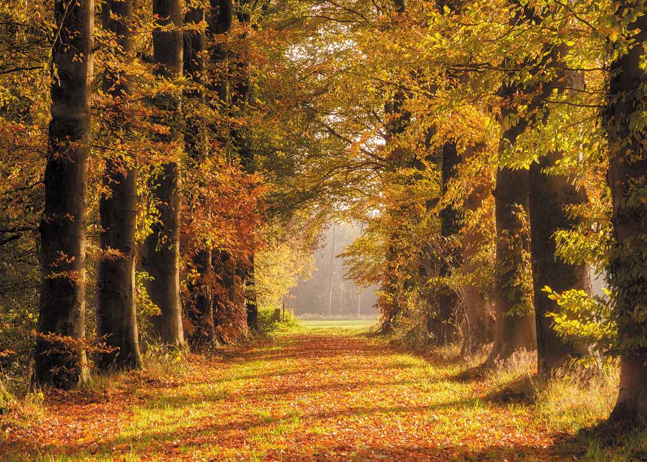Avezano Avenue Of Falling Leaves Autumn Backdrop For Photography-AVEZANO